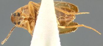 Media type: image;   Entomology 8374 Aspect: habitus ventral view